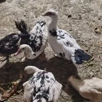 اردک روسی بالغ ونیمچه|حیوانات مزرعه|بندر امام خمینی, |دیوار