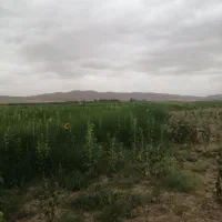 اجاره-زمین-کشاورزی-هفت-هکتاری-کناررودخانه