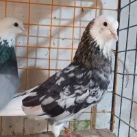کفتر فوق‌العاده پرشی