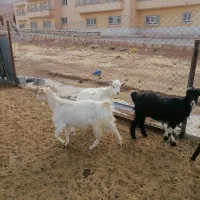 فروش بز|حیوانات مزرعه|شهرکرد, |دیوار