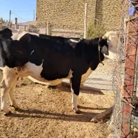 گاو سیمینتال جوان