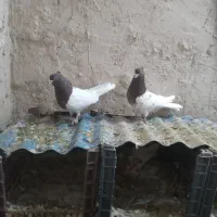 کبوتر|پرنده|عجب شیر, |دیوار