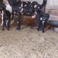 بز دوبهر پاکستانی