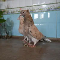 کفتر هفترنگ دمسفید کاشمر|پرنده|خلیل آباد, |دیوار