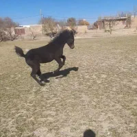 کره اصیل|اسب و تجهیزات اسب‌سواری|سردرود, |دیوار