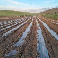 زمین کشاورزی|فروش زمین و ملک کلنگی|زیویه, |دیوار