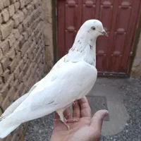 کبوتر پرشی ساعت بالا