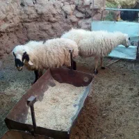 دوتا میش جوان بر ه رسون