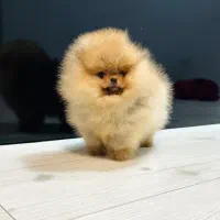 سگ پامر خرسی نسکافه ای روشن شکلاتی کیفیت عالی|سگ|مشهد, اقبال|دیوار