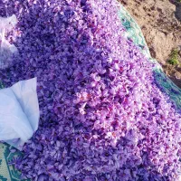 باغ پسته دوهکتاری|فروش دفتر صنعتی، کشاورزی، تجاری|طاغنکوه, |دیوار