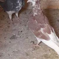 کبوتر پرشی