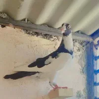 ماده ابلغ سیاه درجه یک فروشی