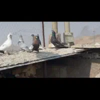 نر سرور دم سفید|پرنده|داراب, |دیوار
