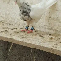 کفتر طووقی خالدار|پرنده|لامرد, |دیوار