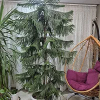 کاج مطبق