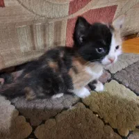 واگذاری و فروش گربه و بچه گربه