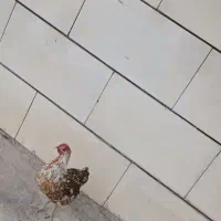 مرغ محلی ۴۰۰