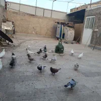 تعدادی کبوتر تقریبا 25تا 30تا خوب بد یکجا میدم