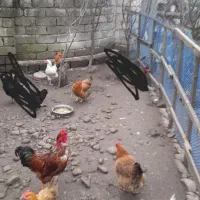 تعدادی مرغ و خروس