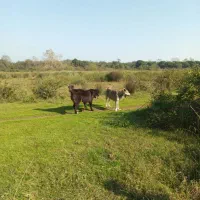 سگ سراب عراقی سرابی معاوضه باژرمن نر|سگ|آستانه اشرفیه, |دیوار