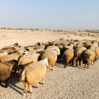 فروش 140 راس میش داشتی روزگاری بره دار و گلون گرم|حیوانات مزرعه|کازرون, |دیوار
