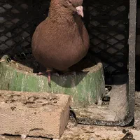 دم سفید|حیوانات|اهواز, حصیرآباد|دیوار