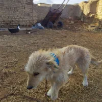 سگ پا کوتاه ۵۰۰ ت