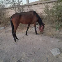 مادیون و کره نریون