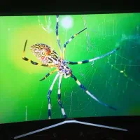 تلویزیون سامسونگ منهنی 55اینچ