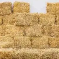پرس گندم
