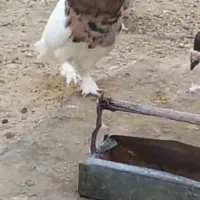 کبوتر طوقی شازده نرماده