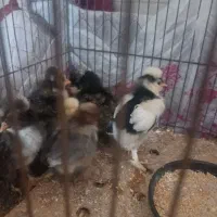 جوجه