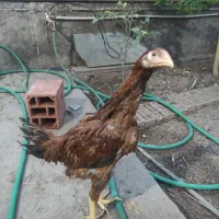جوجه لاری