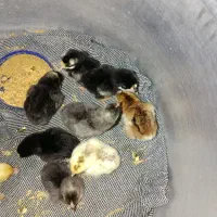 جوجه گلین یکروزه|حیوانات مزرعه|زرگرشهر, |دیوار