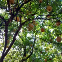 انار مخصوص آب گیری