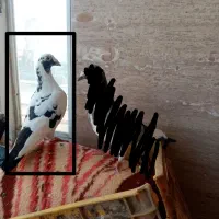 ابلق سیاه نر