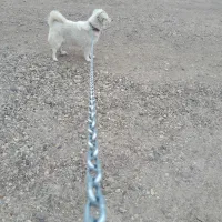 سگ پاکوتاه اشپیز