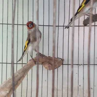 سهره نر|پرنده|بجنورد, |دیوار