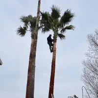 هرس پالم فنیکس