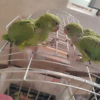 جوجه ملنگو|پرنده|سرپل ذهاب, |دیوار