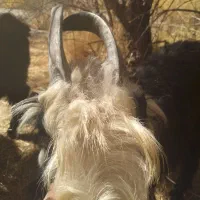 دوبر، بزغاله|حیوانات مزرعه|فریدونشهر, |دیوار