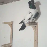 افغانی سیاه نر