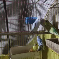 مرغ عشق|پرنده|آزادشهر, |دیوار