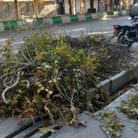 هرس و شاخه های اضافی درخت و مو انگور|خدمات باغبانی و درختکاری|بروجرد, |دیوار