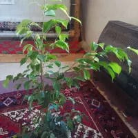 گل یوکا۶۰۰هزارتومان|گل و گیاه طبیعی|آذرشهر, |دیوار