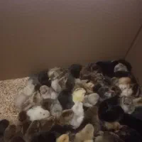 جوجه|حیوانات مزرعه|گتوند, |دیوار