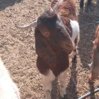 کهر نر|حیوانات مزرعه|زهک, |دیوار