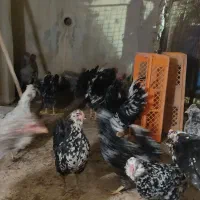مرغ و خروس گلین لری