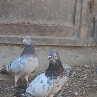 جفت کفتر نر ماده سربرنجی