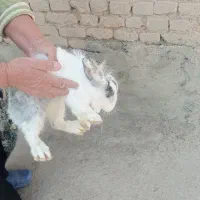 خرگوش|موش و خرگوش|خسروشاه, |دیوار